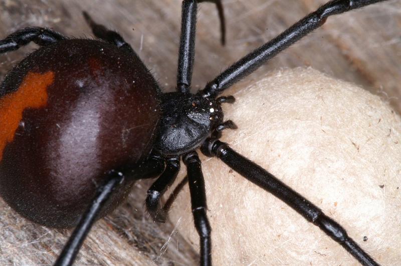 Latrodectus_hasselti_D3631_Z_88_Hamelin pool_Australie.jpg